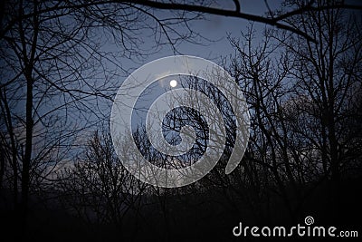 Halloween Themed, Dark Silhouette Trees and Moon Glow Stock Photo