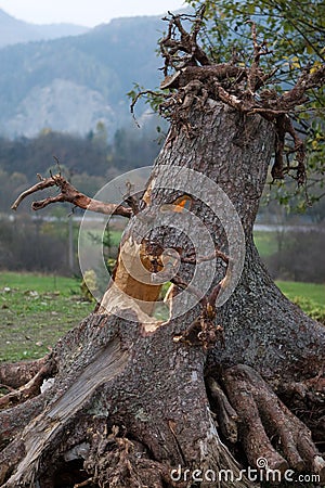 the halloween tree Stock Photo