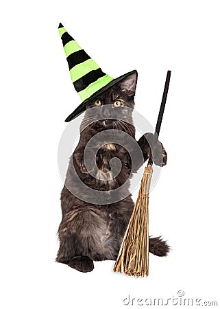 Halloween Witch Cat With Broom Stock Photo