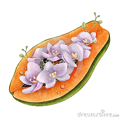 Halo of Papaya with purple orchid Flowers. Hand drawn Watercolor illustration of slice of pawpaw tree Fruit with purple Cartoon Illustration