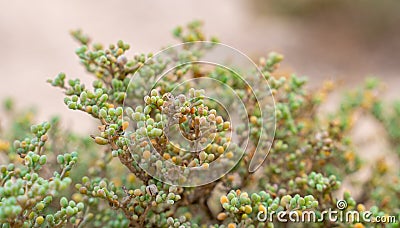 Halophyte plant Zygophyllum qatarense or Tetraena qatarense in desert of a qatar, Selective focus Stock Photo