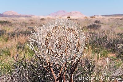 Haloxylon. Saxaul tree in desert, spring morning, Kazakhstan, Haloxylon plants and sand dune. Shrub Saxaul grows in Stock Photo