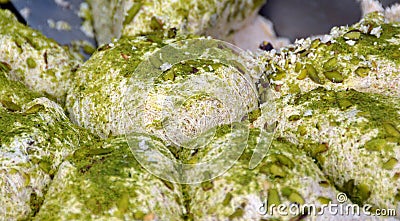 Halva with pistachio Stock Photo