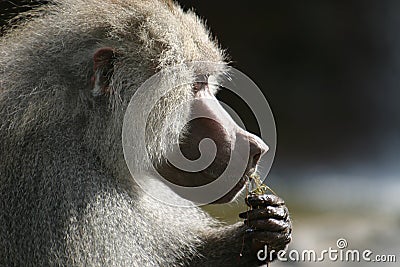 The Hamadryas Baboon is eating Stock Photo