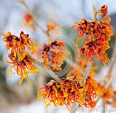 Hamamelis Stock Photo