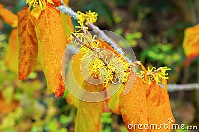 Hamamelis virginiana is blooming in fall Stock Photo