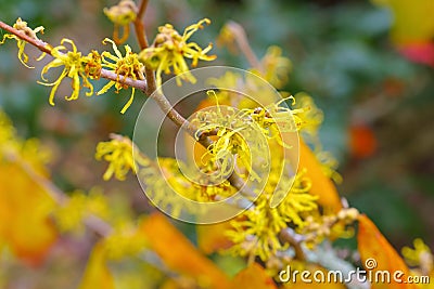 Hamamelis virginiana is blooming in fall Stock Photo