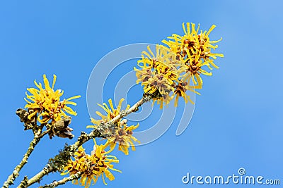 Hamamelis x Intermedia 'Brevipetala' (Witch Hazel Stock Photo