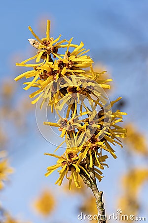 Hamamelis x Intermedia 'Brevipetala' (Witch Hazel Stock Photo