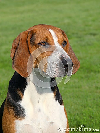 Hamilton Scenthound in the spring garden Stock Photo