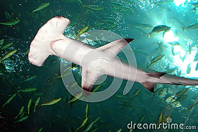 Hammerhead shark Stock Photo