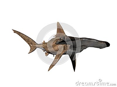 Hammerhead Shark Stock Photo