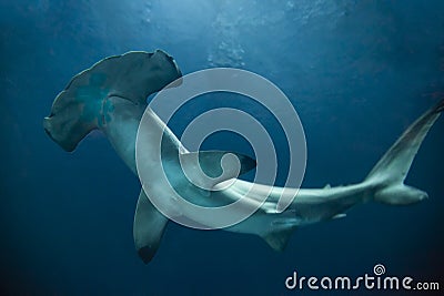 Hammerhead Shark Stock Photo