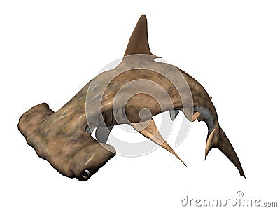 Hammerhead Shark Stock Photo