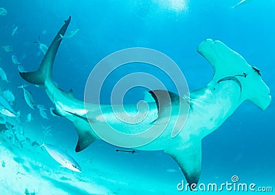 Hammerhead shark in Bahamas Stock Photo