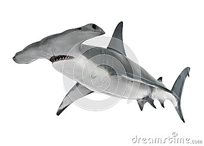 Hammerhead Shark Isolated Stock Photo