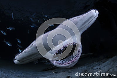 Hammerhead Shark with Open Mouth Showing Teeth in Dark Waters of Bahamas Stock Photo