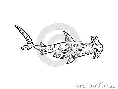 Hammerhead shark sketch vector illustration Vector Illustration