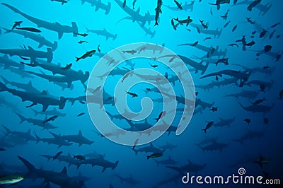 Hammerhead sharks Stock Photo