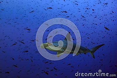 Hammerhead shark swimming in the blue waters, Darwin Arch, Galapagos Stock Photo