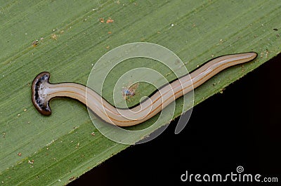 Hammerhead Worm from Borneo Stock Photo