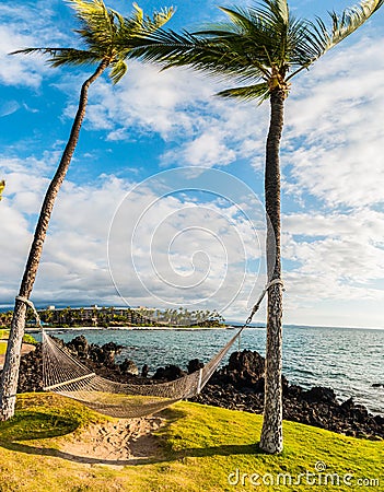 Hammock Hanging In Palm Trees Stock Photo