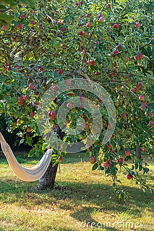 Hammock under an apple tree Stock Photo