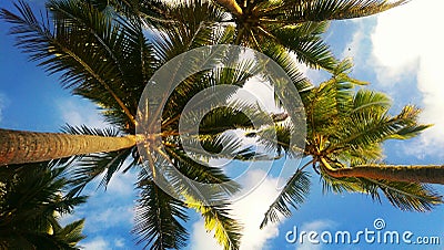 Palmtree Stock Photo