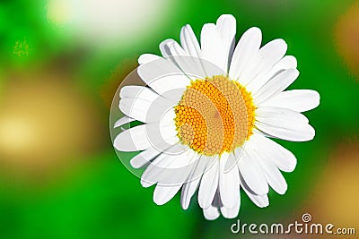 Ð¡hamomile flower in garden. Summer floral landscape. Macro. Stock Photo