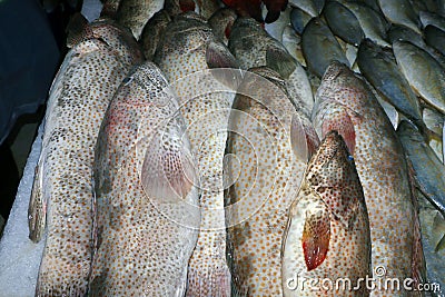 hamour fish ( grouper ) in a market stall on ice for sell in dubai Stock Photo