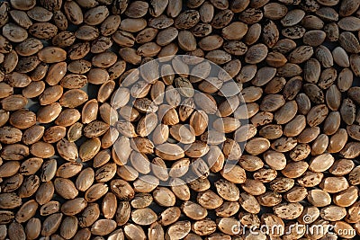 Hamp seeds macro. Cannabis harvest Stock Photo