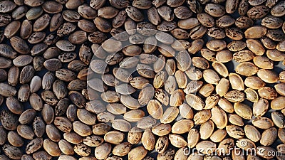 Hamp seeds macro. Cannabis harvest Stock Photo