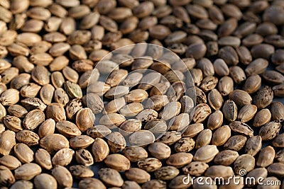 Hamp seeds macro. Cannabis harvest. Marijuana seeds background Stock Photo