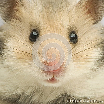 Hamster Stock Photo