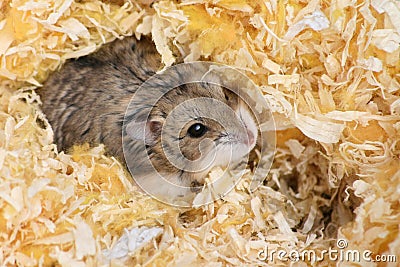 Hamster Stock Photo