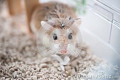 Hamster in cage 2 Stock Photo