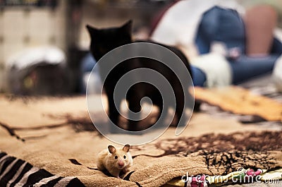 Hamster and cat on Stock Photo