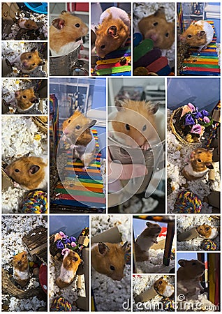 Hamster Collage Stock Photo