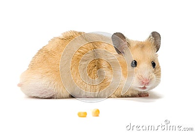 Hamster and corn seeds Stock Photo