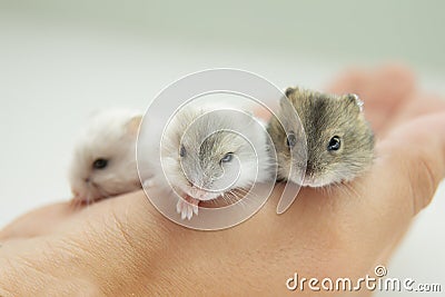 The muzzles of small rodents in the hand. The eyes and nose of hamsters. Pets. Stock Photo