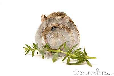 Hamster Stock Photo