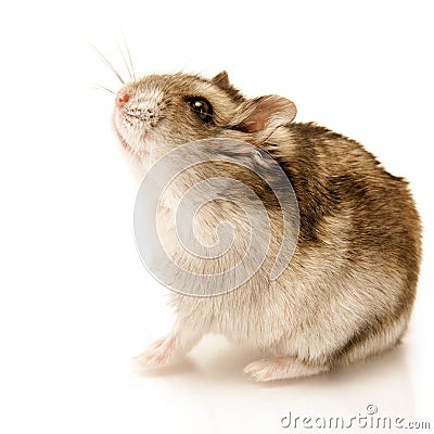 Hamster Stock Photo