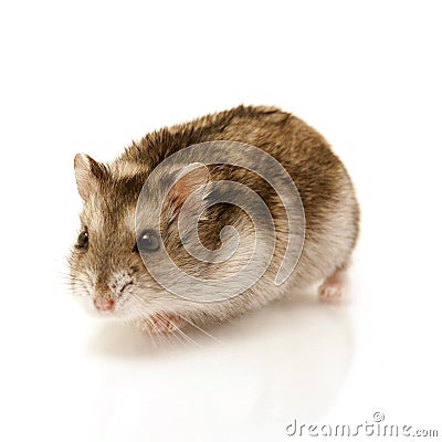 Hamster Stock Photo