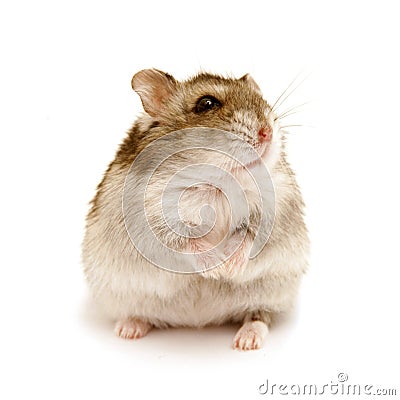 Hamster Stock Photo