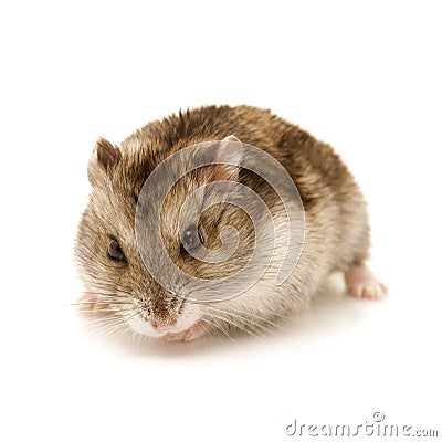 Hamster Stock Photo