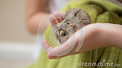 Hamster Cuteness in a childs hands Stock Photo