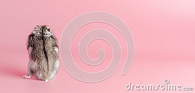 hamster dzhungarik turned away on a pink background, copy space Stock Photo