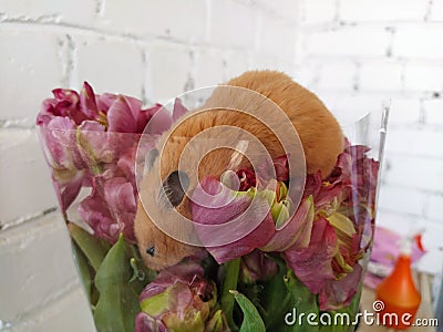 Hamster eats flowers from a bouquet Stock Photo