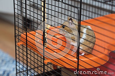 Hamster having existential crisis in the cage Stock Photo