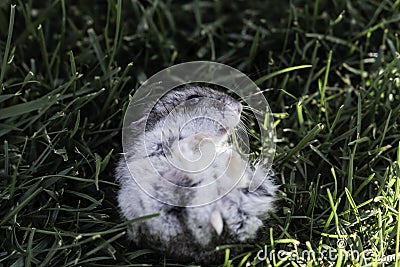 Hamster in a lawn close up Stock Photo